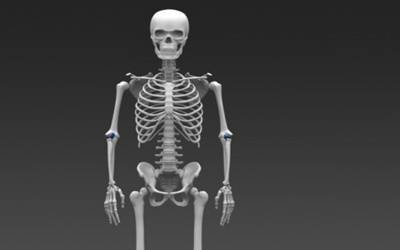 Skeleton human20160920171157_l